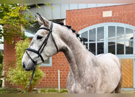 Westfale, Stute, 4 Jahre, 163 cm, Schimmel