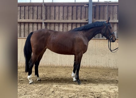 Westfale, Stute, 4 Jahre, 164 cm, Brauner