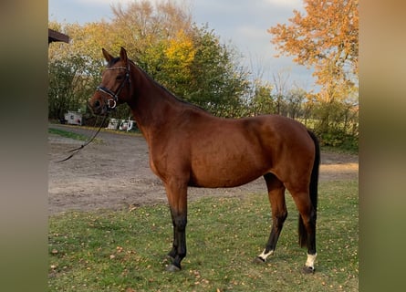 Westfale, Stute, 4 Jahre, 164 cm, Brauner