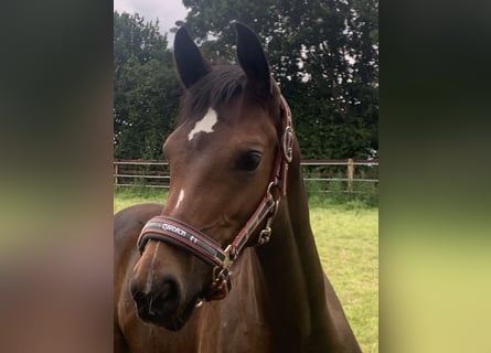 Westfale, Stute, 4 Jahre, 165 cm, Brauner