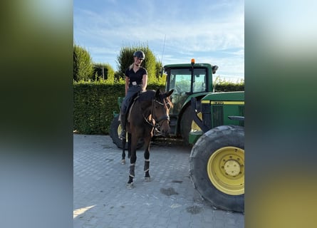 Westfale, Stute, 4 Jahre, 165 cm, Brauner