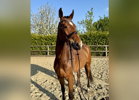 Westfale, Stute, 4 Jahre, 165 cm, Brauner