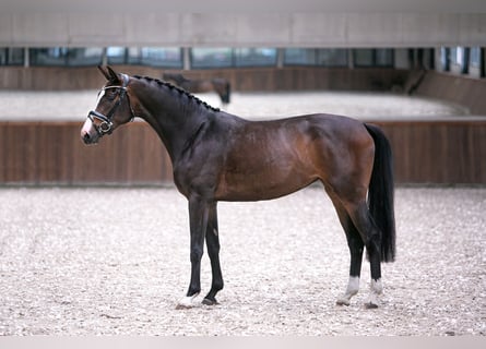 Westfale, Stute, 4 Jahre, 165 cm, Dunkelbrauner