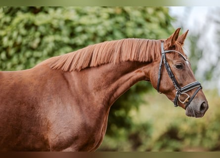 Westfale, Stute, 4 Jahre, 165 cm, Dunkelfuchs