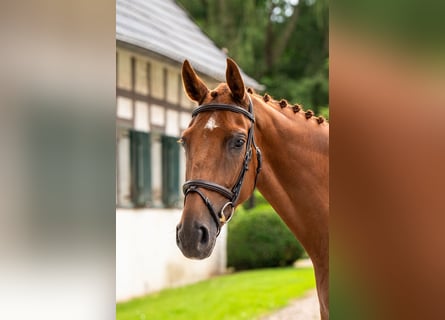 Westfale, Stute, 4 Jahre, 165 cm, Fuchs
