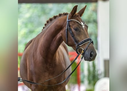 Westfale, Stute, 4 Jahre, 165 cm, Fuchs
