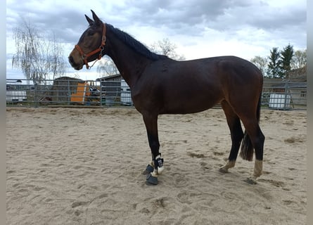 Westfale, Stute, 4 Jahre, 165 cm, Schwarzbrauner