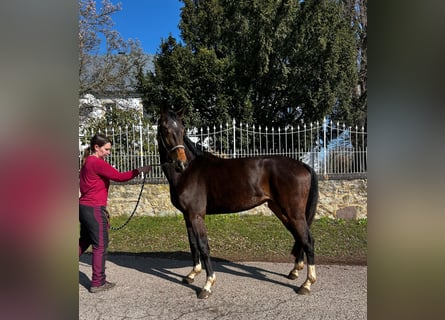 Westfale, Stute, 4 Jahre, 165 cm, Schwarzbrauner