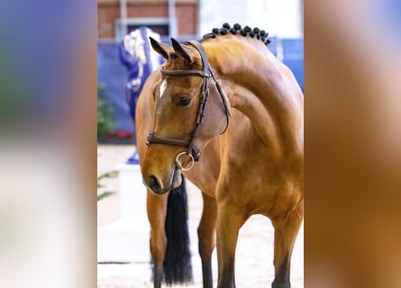 Westfale, Stute, 4 Jahre, 166 cm, Brauner