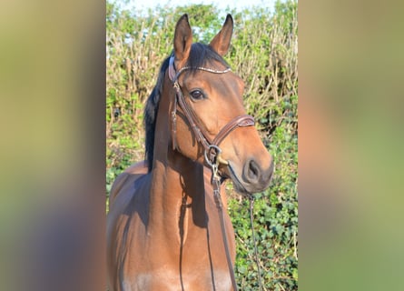 Westfale, Stute, 4 Jahre, 166 cm, Brauner