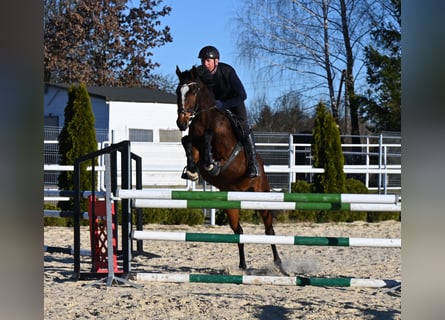 Westfale, Stute, 4 Jahre, 166 cm, Brauner