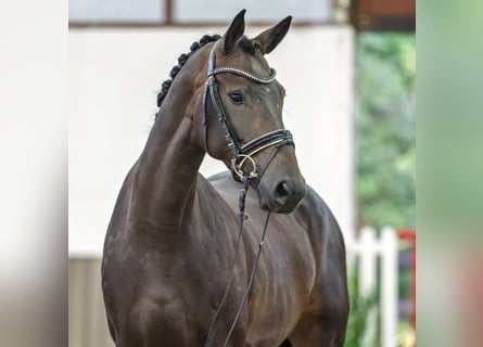 Westfale, Stute, 4 Jahre, 166 cm, Dunkelbrauner