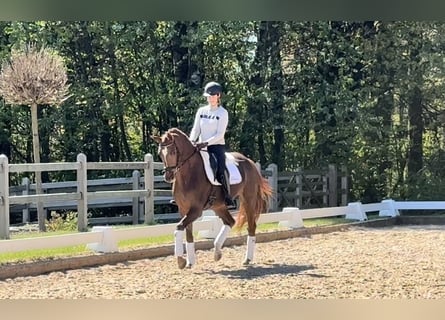 Westfale, Stute, 4 Jahre, 166 cm, Fuchs