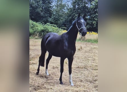 Westfale, Stute, 4 Jahre, 166 cm, Rappe
