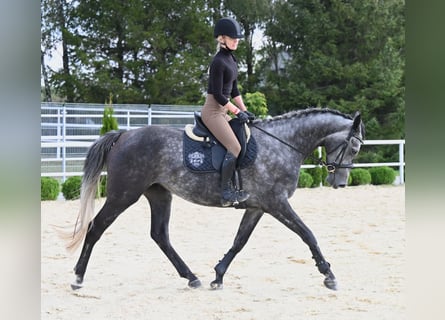 Westfale, Stute, 4 Jahre, 167 cm, Apfelschimmel