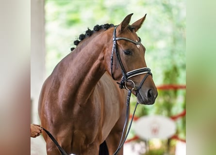 Westfale, Stute, 4 Jahre, 167 cm, Brauner