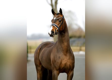 Westfale, Stute, 4 Jahre, 167 cm, Brauner