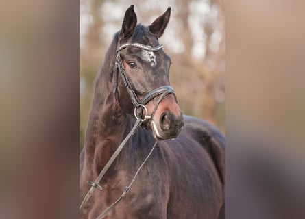 Westfale, Stute, 4 Jahre, 167 cm, Dunkelbrauner