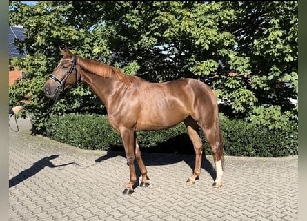 Westfale, Stute, 4 Jahre, 167 cm, Fuchs