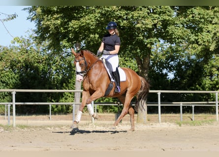 Westfale, Stute, 4 Jahre, 167 cm, Fuchs