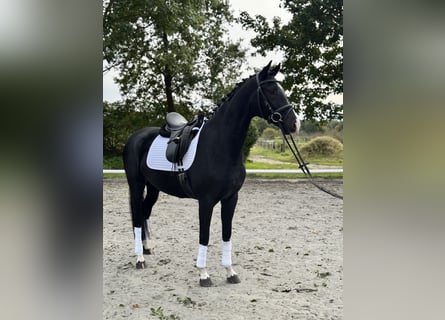 Westfale, Stute, 4 Jahre, 167 cm, Rappe