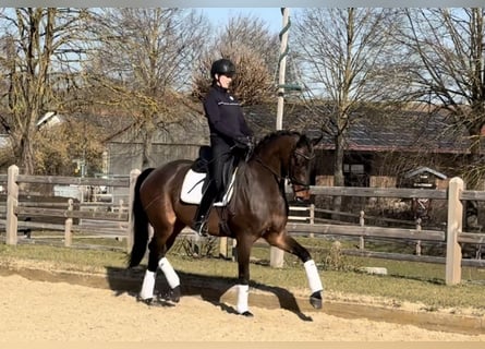 Westfale, Stute, 4 Jahre, 168 cm, Brauner