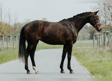 Westfale, Stute, 4 Jahre, 168 cm, Dunkelbrauner