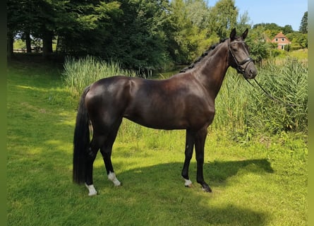 Westfale, Stute, 4 Jahre, 168 cm, Rappe