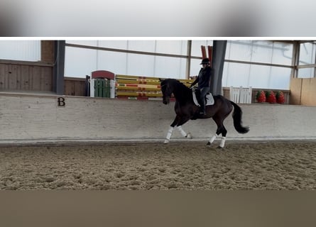 Westfale, Stute, 4 Jahre, 169 cm, Brauner