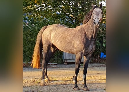 Westfale, Stute, 4 Jahre, 169 cm, Rappschimmel