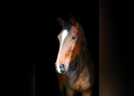 Westfale, Stute, 4 Jahre, 170 cm, Brauner