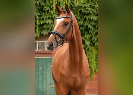 Westfale, Stute, 4 Jahre, 170 cm, Brauner