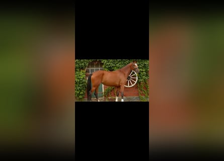 Westfale, Stute, 4 Jahre, 170 cm, Brauner