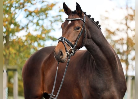 Westfale, Stute, 4 Jahre, 170 cm, Dunkelbrauner