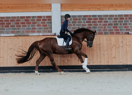 Westfale, Stute, 4 Jahre, 170 cm, Dunkelfuchs