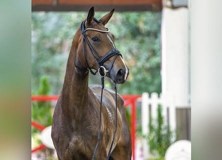Westfale, Stute, 4 Jahre, 171 cm, Dunkelbrauner