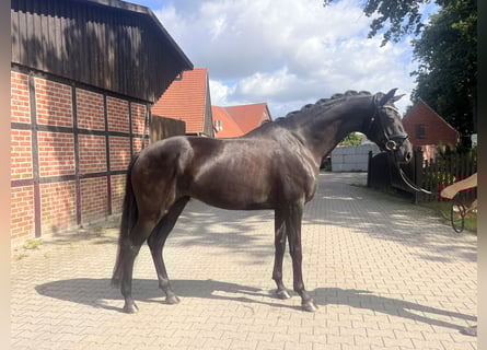 Westfale, Stute, 4 Jahre, 171 cm, Rappe
