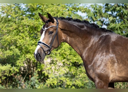 Westfale, Stute, 4 Jahre, 172 cm, Dunkelbrauner