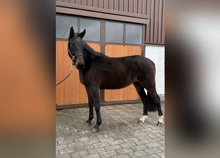 Westfale, Stute, 4 Jahre, 172 cm, Dunkelbrauner