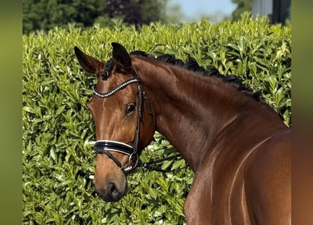 Westfale, Stute, 4 Jahre, 173 cm, Brauner