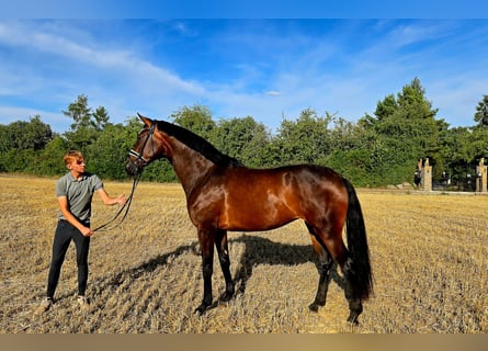 Westfale, Stute, 4 Jahre, 173 cm, Dunkelbrauner