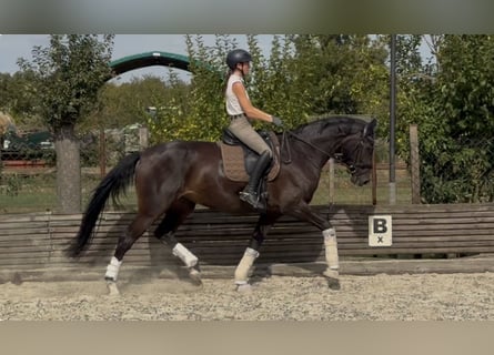 Westfale, Stute, 4 Jahre, 173 cm, Dunkelbrauner