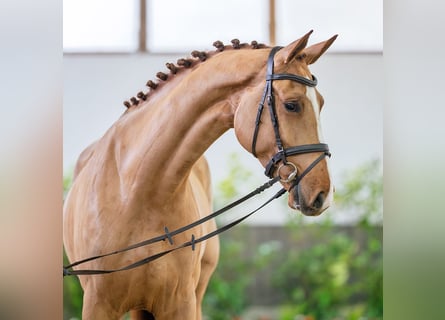 Westfale, Stute, 4 Jahre, 174 cm, Fuchs