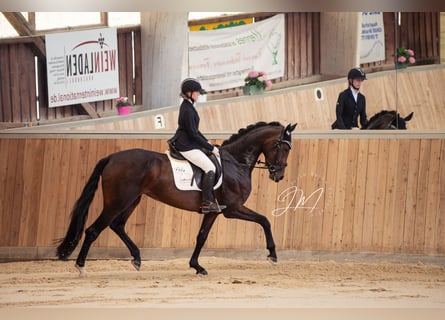 Westfale, Stute, 4 Jahre, 175 cm, Brauner