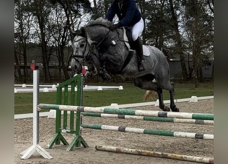 Westfale, Stute, 4 Jahre, Apfelschimmel