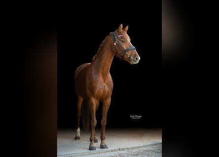 Westfale, Stute, 5 Jahre, 155 cm, Fuchs