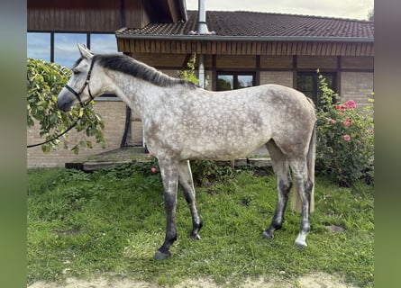 Westfale, Stute, 5 Jahre, 160 cm, Schimmel