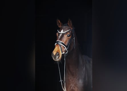 Westfale, Stute, 5 Jahre, 164 cm, Brauner