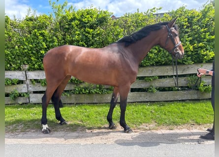 Westfale, Stute, 5 Jahre, 164 cm, Brauner