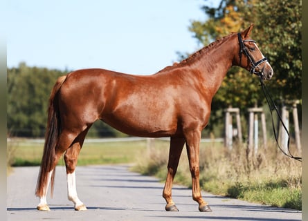 Westfale, Stute, 5 Jahre, 164 cm, Dunkelfuchs